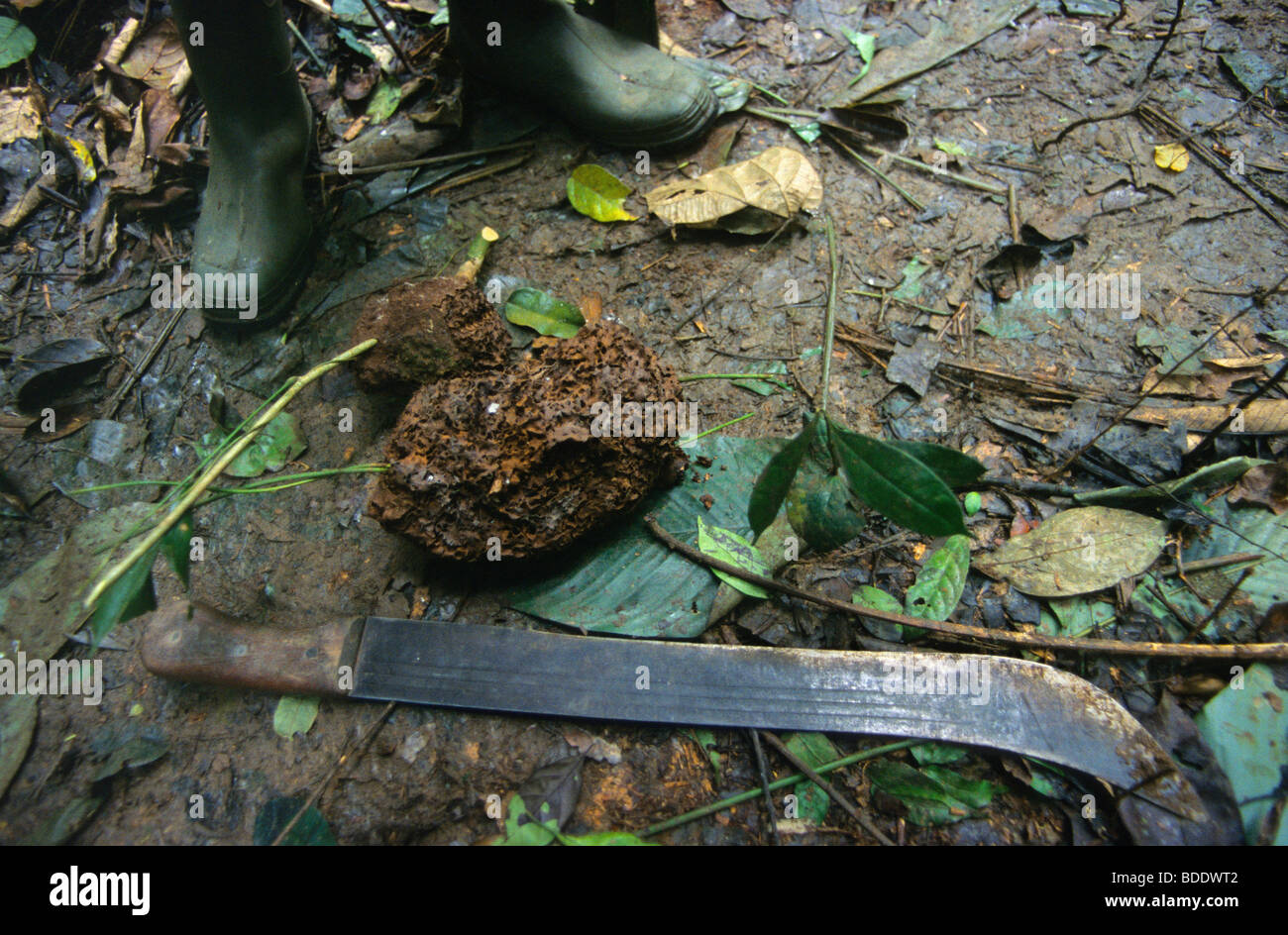 Un pygmée Baka mans pieds et sa machette, avec le morceau de termitière il va utiliser pour se nourrir lui-même et ses poulets,Gabon Banque D'Images