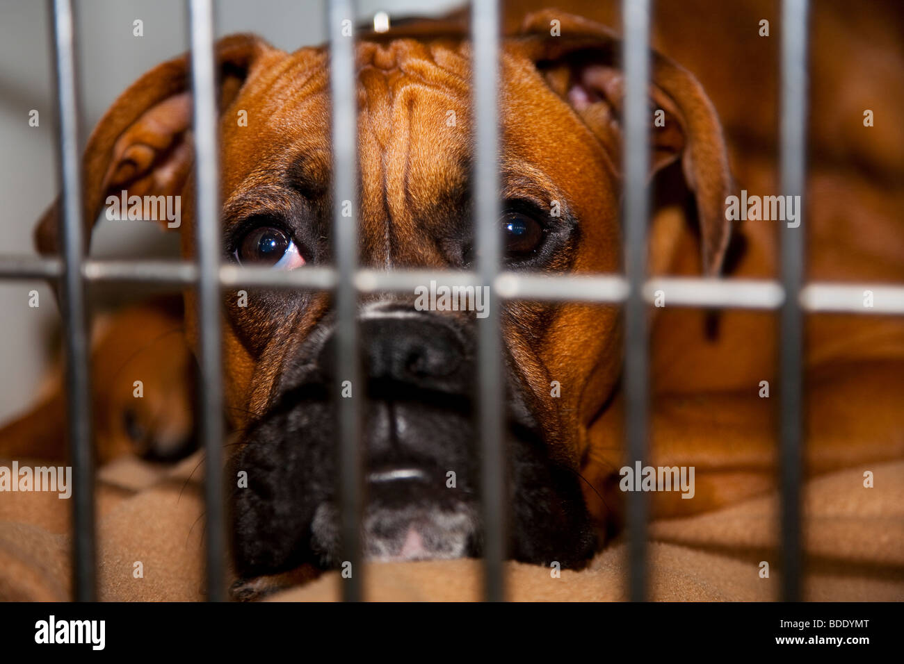 Boxer Dog se remettent d'anesthésique dans une clinique vétérinaire Banque D'Images