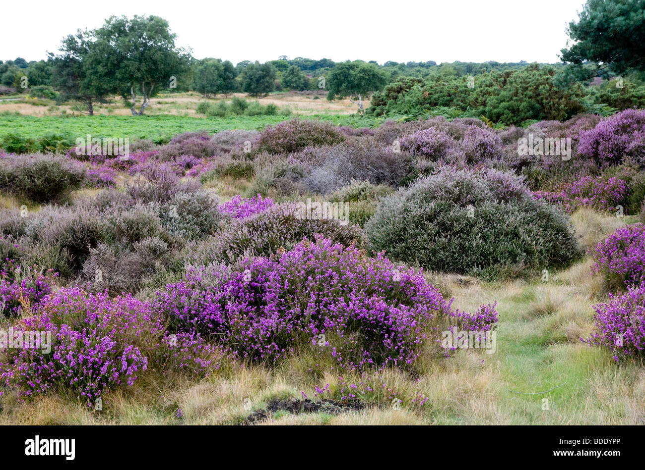 Westleton Heath et Dunwich, entre Southwold, Suffolk, Angleterre. Le sol sablonneux est un refuge pour les bruyères, de pins et de l'ajonc. Banque D'Images