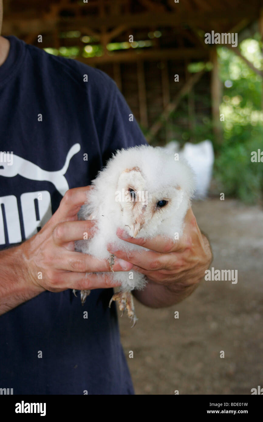 Une jeune chouette effraie Tyto alba est entouré d'un ornithologue professionnel sous licence. Banque D'Images