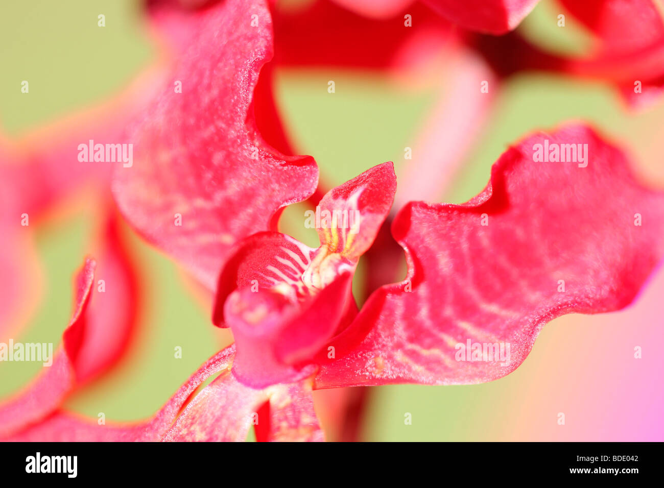 Azima étonnante orchidée mokara - fine art photography Photographie JABP Jane-Ann Butler568 Banque D'Images