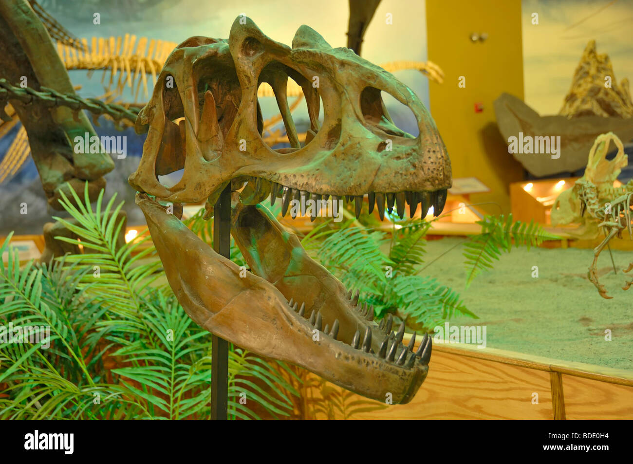 Tête d'un dinosaure Allosaurus fragilis au Wyoming Dinosaur Center, Thermopolis, Wyoming, USA Banque D'Images