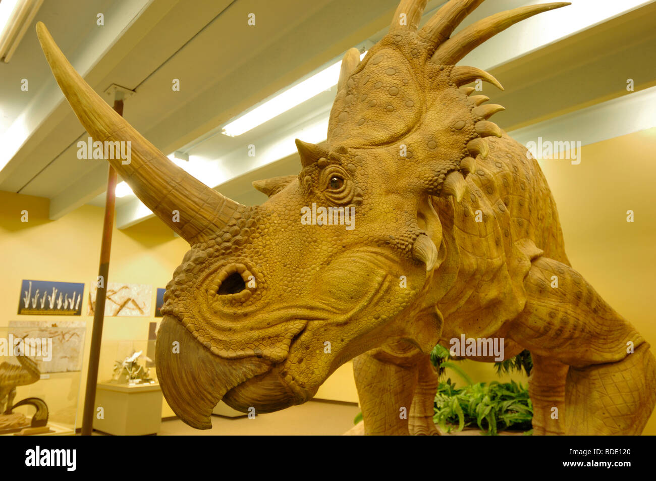 Dinosaure Styracosaurus est un cératopsien plumeuse Au Dinosaur Museum à Blanding, Utah, USA. Il s'agit d'un modèle. Banque D'Images