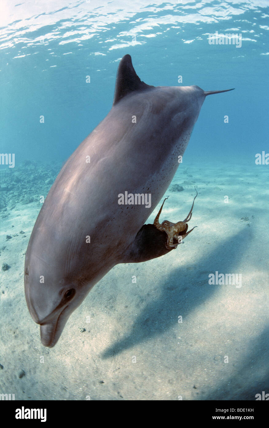 Wild grand dauphin (Tursiops truncatus) avec Reef Octopus attaché à la nageoire pectorale, Nuweiba, Egypte - Mer Rouge. Banque D'Images