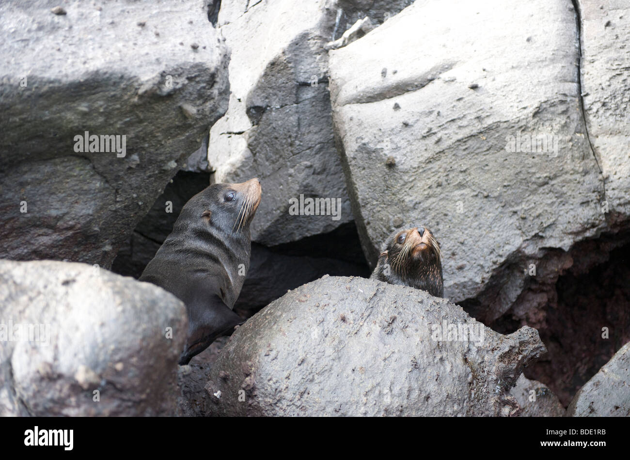 Les Otaries à fourrure Galapagos sur falaise rocheuse sur la côte, les îles Galapagos, Equateur, Amérique du Sud. Banque D'Images