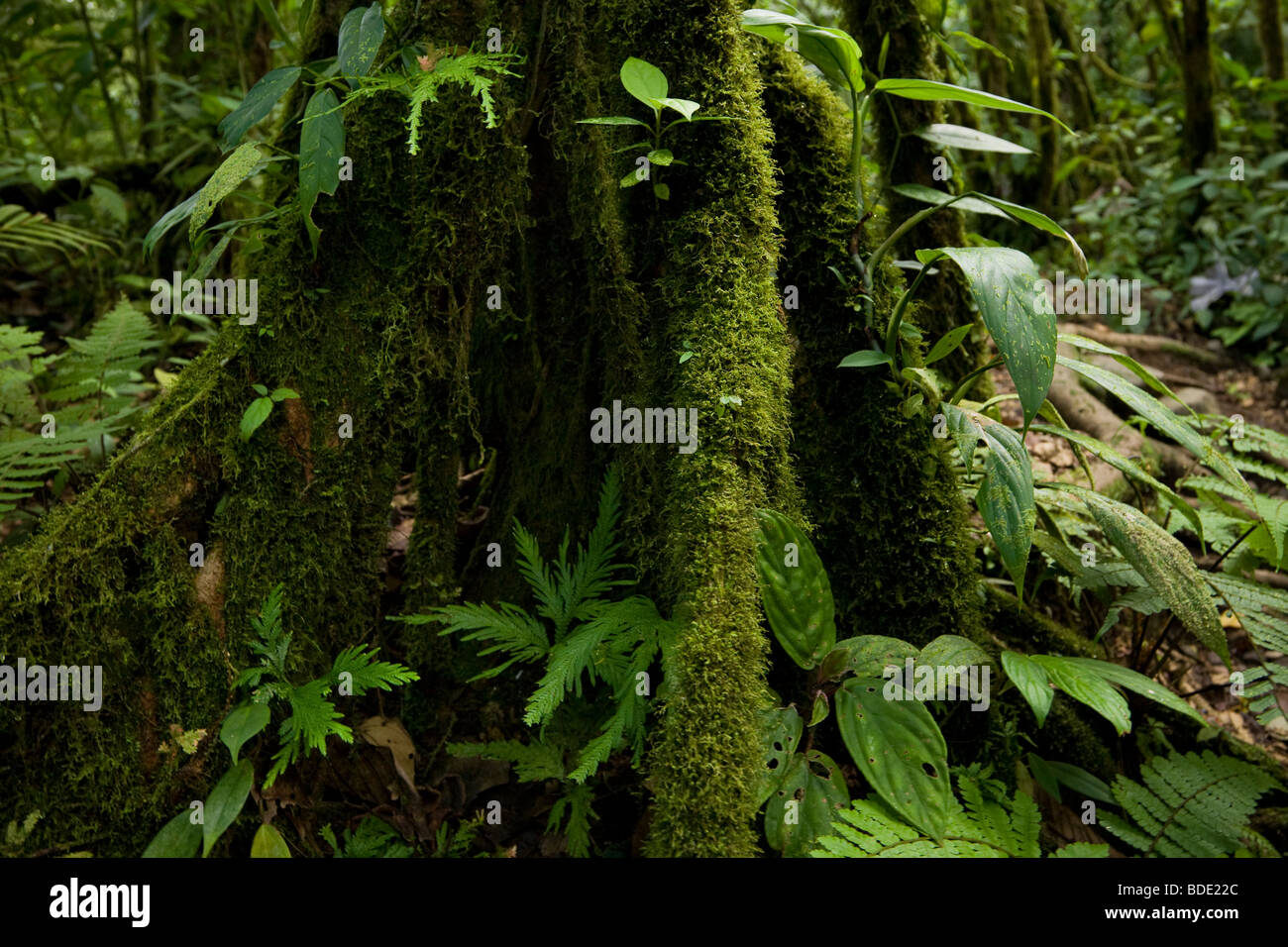 Mousses, lichens et fougères poussant sur le tronc d'un arbre dans la forêt de nuage primaire Tenorio Volcano National Park, Costa Rica. Banque D'Images