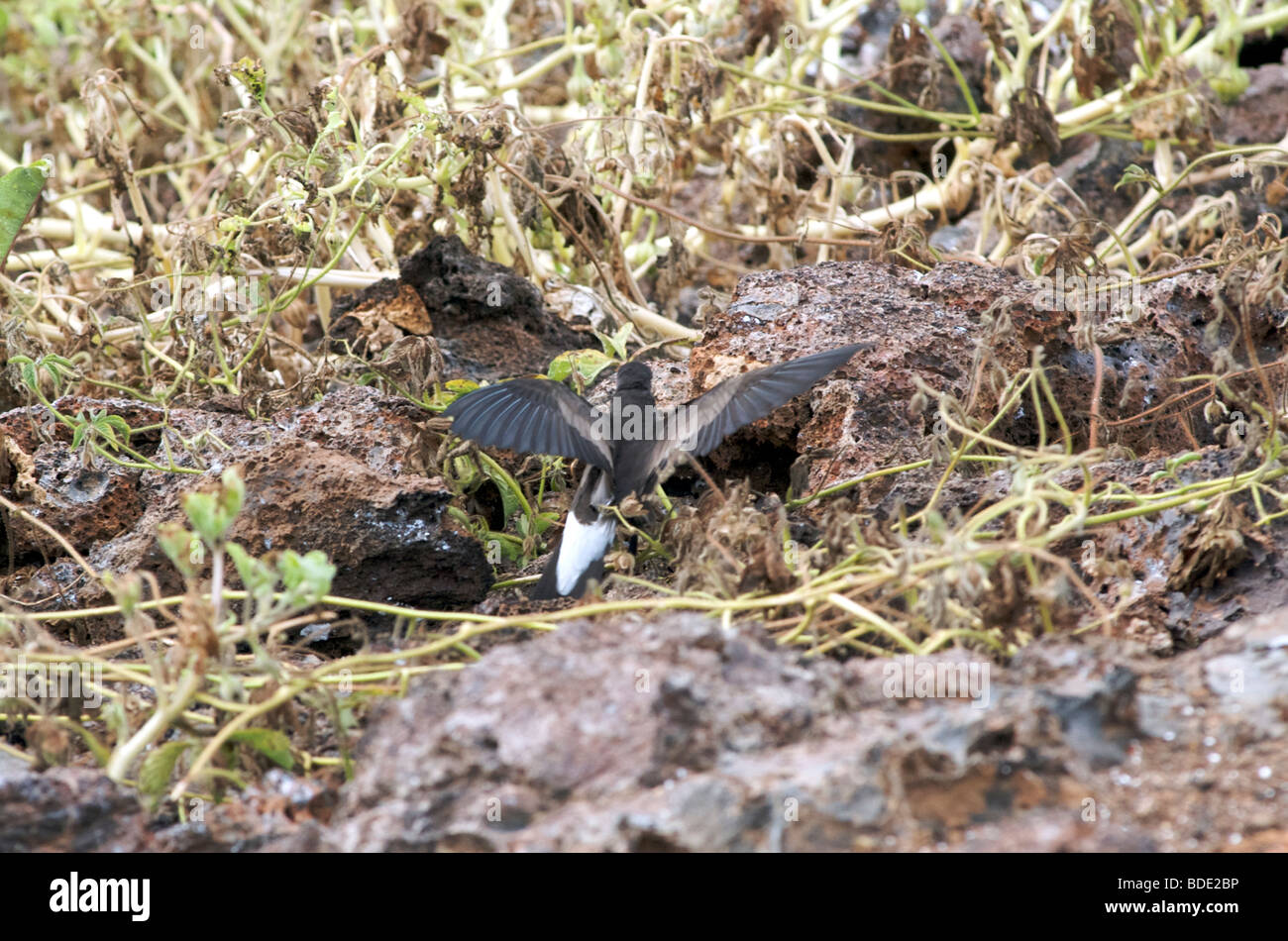 Elliot l'Océanite cul-terriers de nidification approche underground, l'île de Genovesa, îles Galapagos, Equateur, Amérique du Sud. Banque D'Images