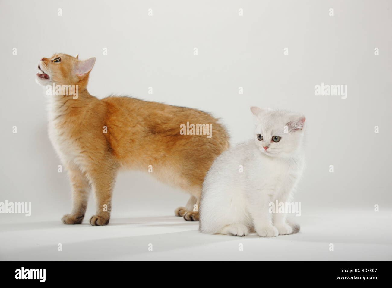Chat British Shorthair Golden Cochees Tabby Avec Chaton Silver Shaded Photo Stock Alamy Chat British Shorthair Golden Cochees Tabby Avec Chaton Silver Shaded Photo Stock Alamy