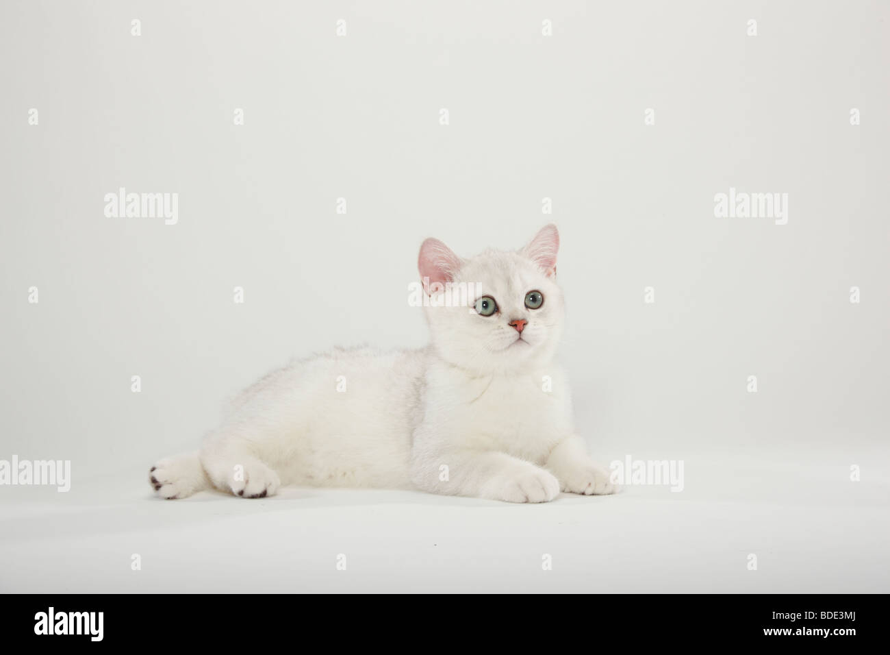 Chat Chaton British Shorthair Silver Shaded Photo Stock Alamy Chat Chaton British Shorthair Silver Shaded Photo Stock Alamy