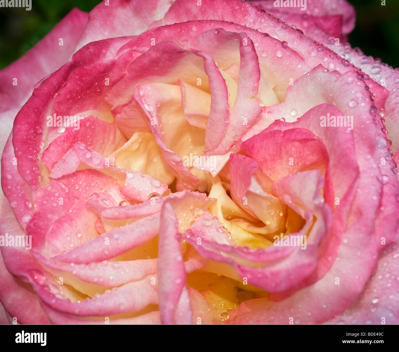 Close-up des gouttes de pluie sur le rosier (Rosa) Banque D'Images
