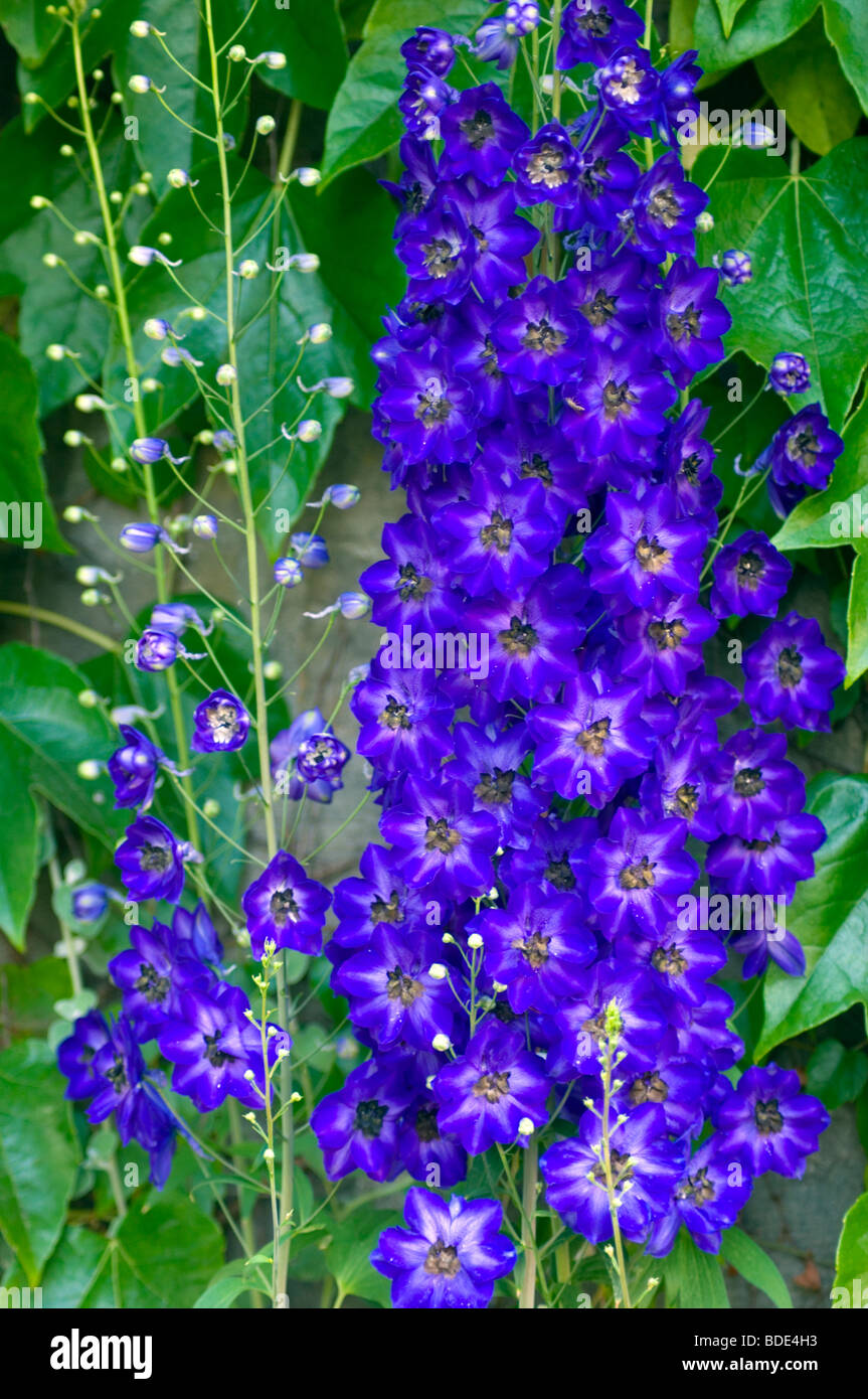Fleurs bleues Banque D'Images