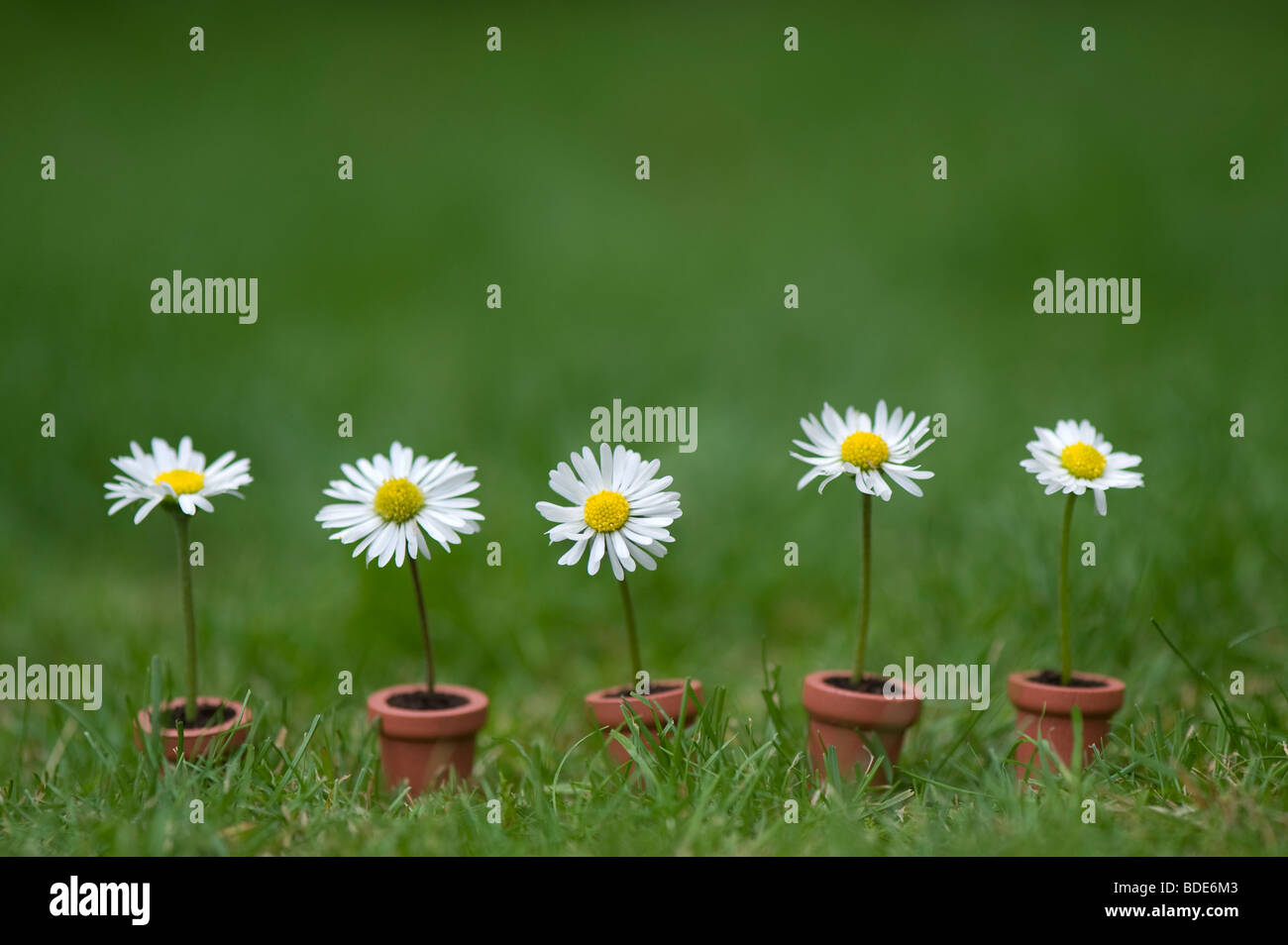 Les marguerites en miniature les pots de fleurs sur une pelouse Banque D'Images