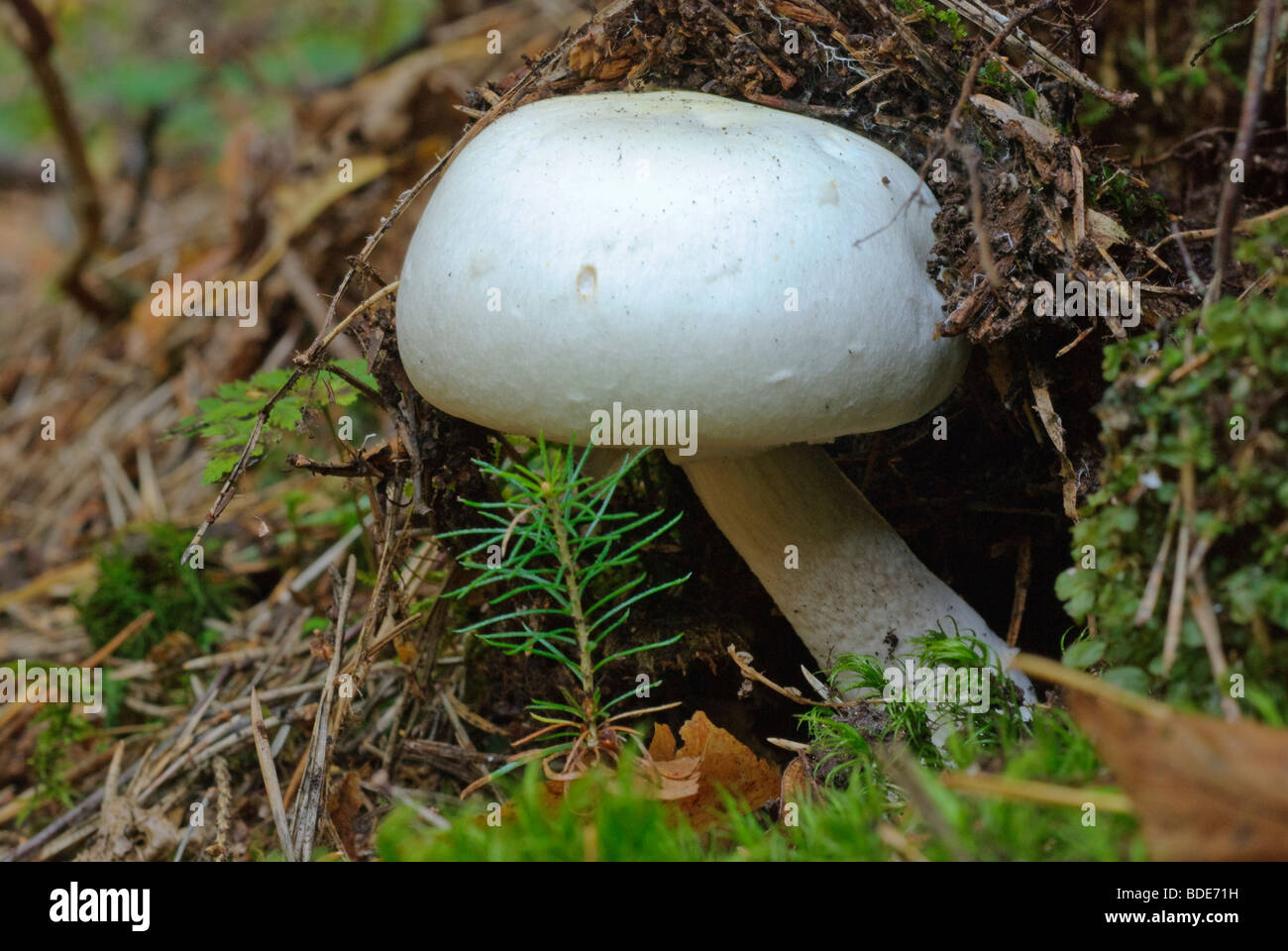 Mushroom Agaricus silvicola bois Banque D'Images