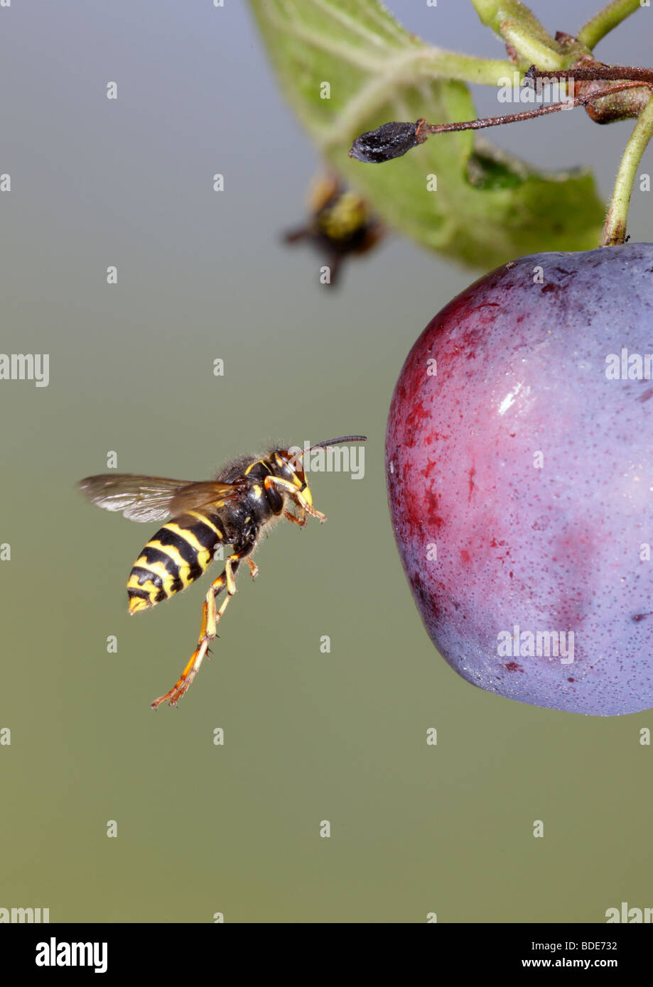 Les guêpes Dolichovespula media médian et la common wasp Vespula Vulgaris se nourrissant de prune Banque D'Images