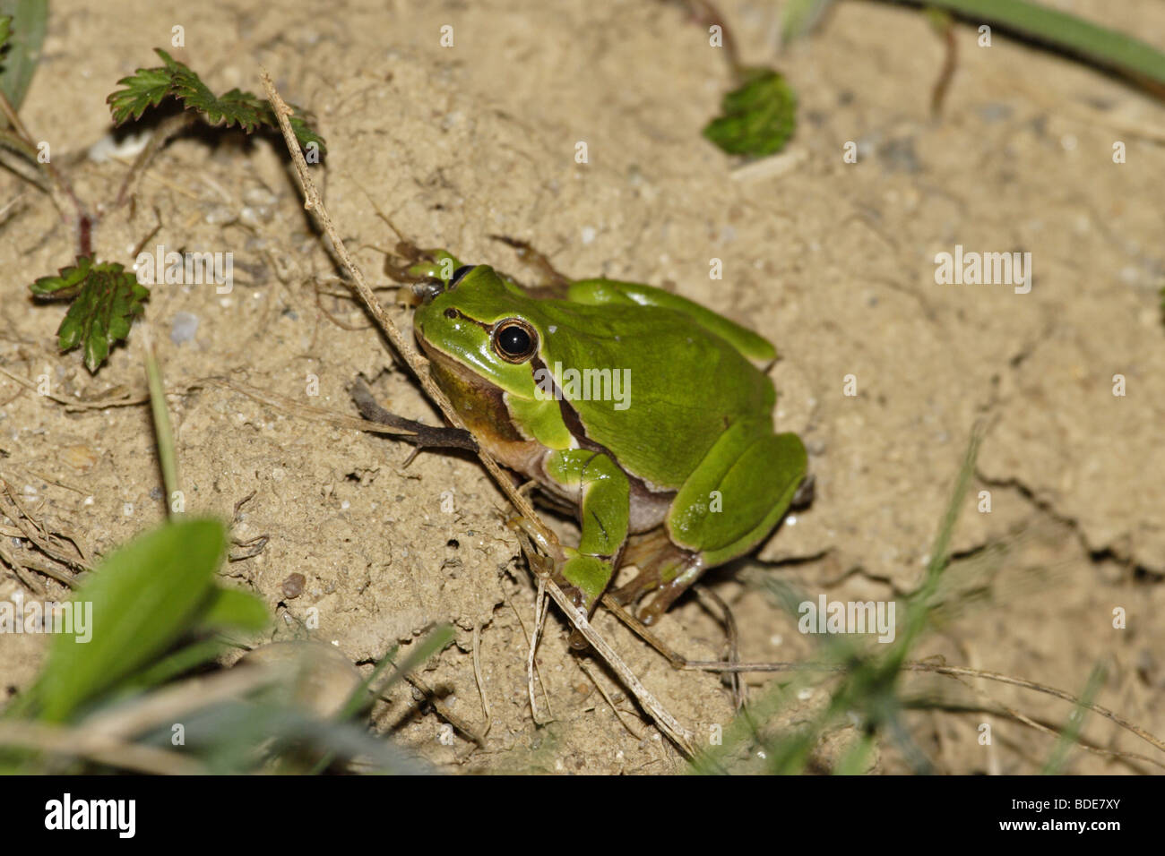 Europäischer Laubfrosch (Hyla arborea) european tree frog Banque D'Images