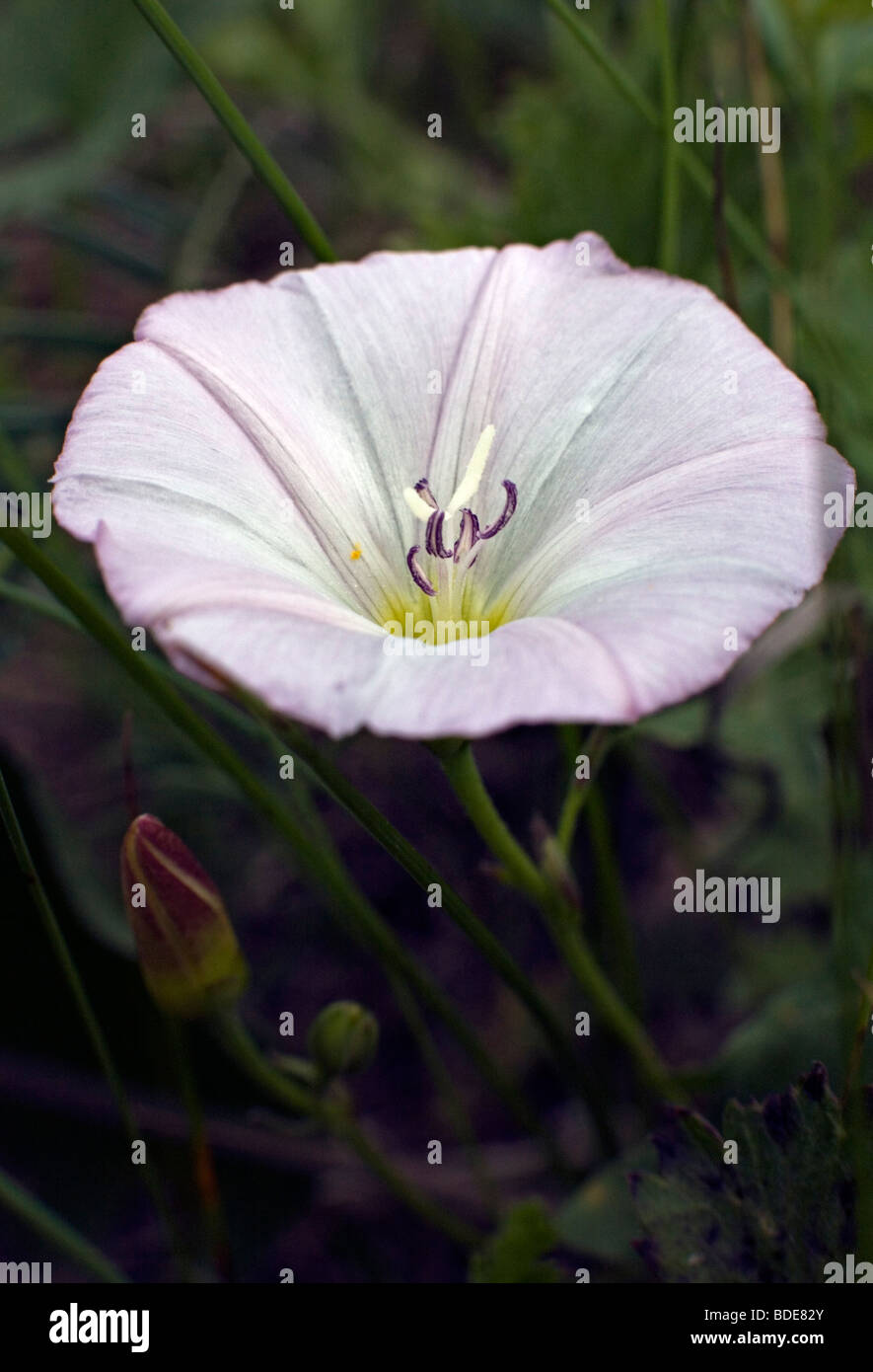 Close-up le liseron des champs Convolvulus arvensis flower Banque D'Images