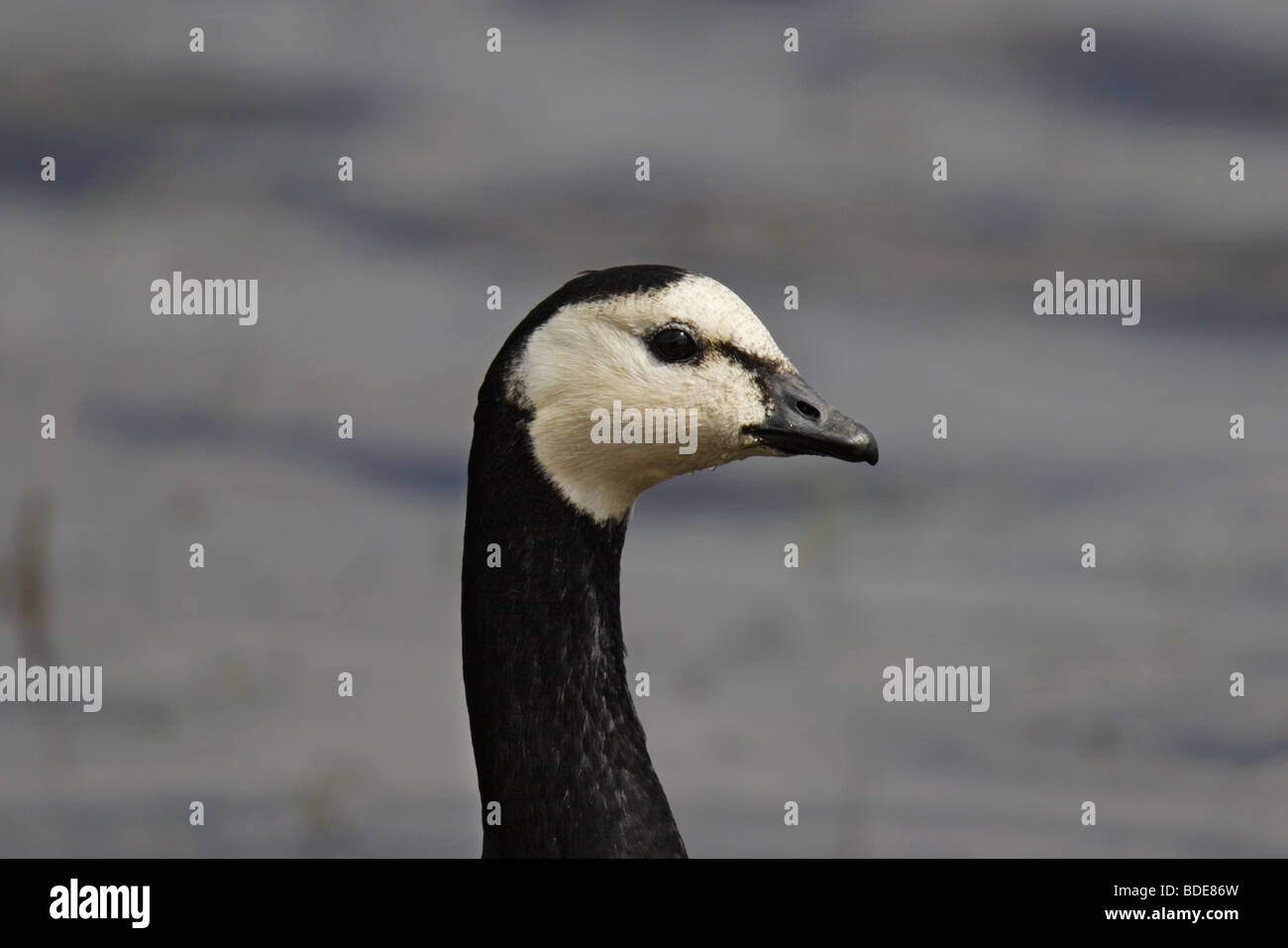 Nonnengans (Branta leucopsis) Bernache nonnette Banque D'Images