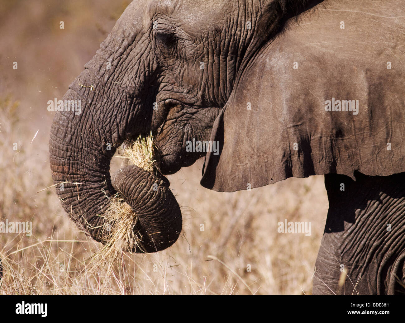 L'alimentation de l'Eléphant d'Afrique, le parc Kruger, Afrique du Sud Banque D'Images