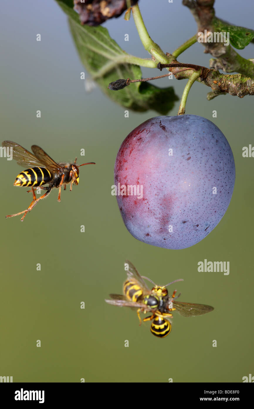 Les guêpes Dolichovespula media médian et la common wasp Vespula Vulgaris se nourrissant de prune Banque D'Images
