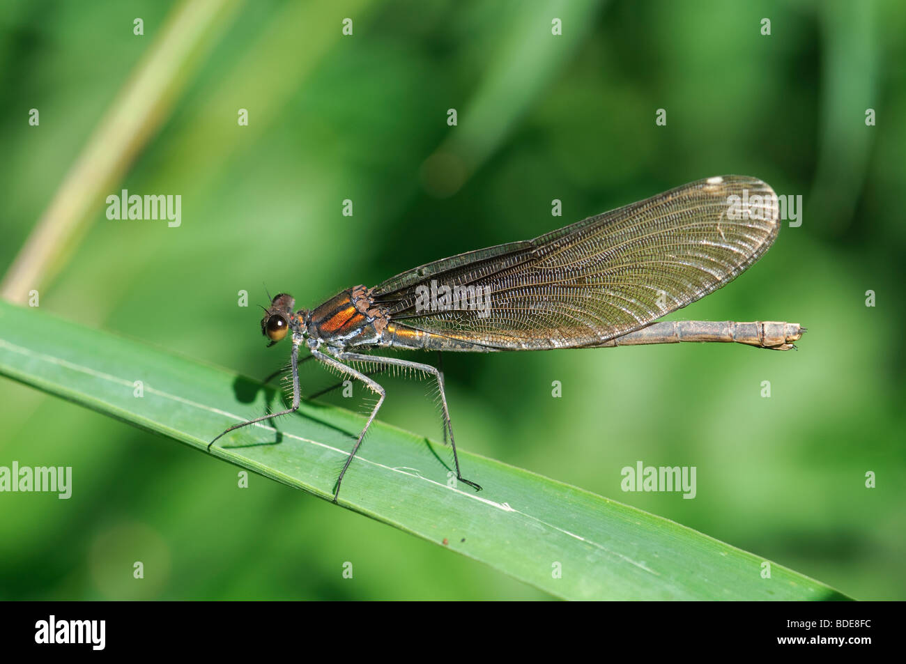 Femme Belle Demoiselle Calopteryx virgo perché sur herbe Banque D'Images