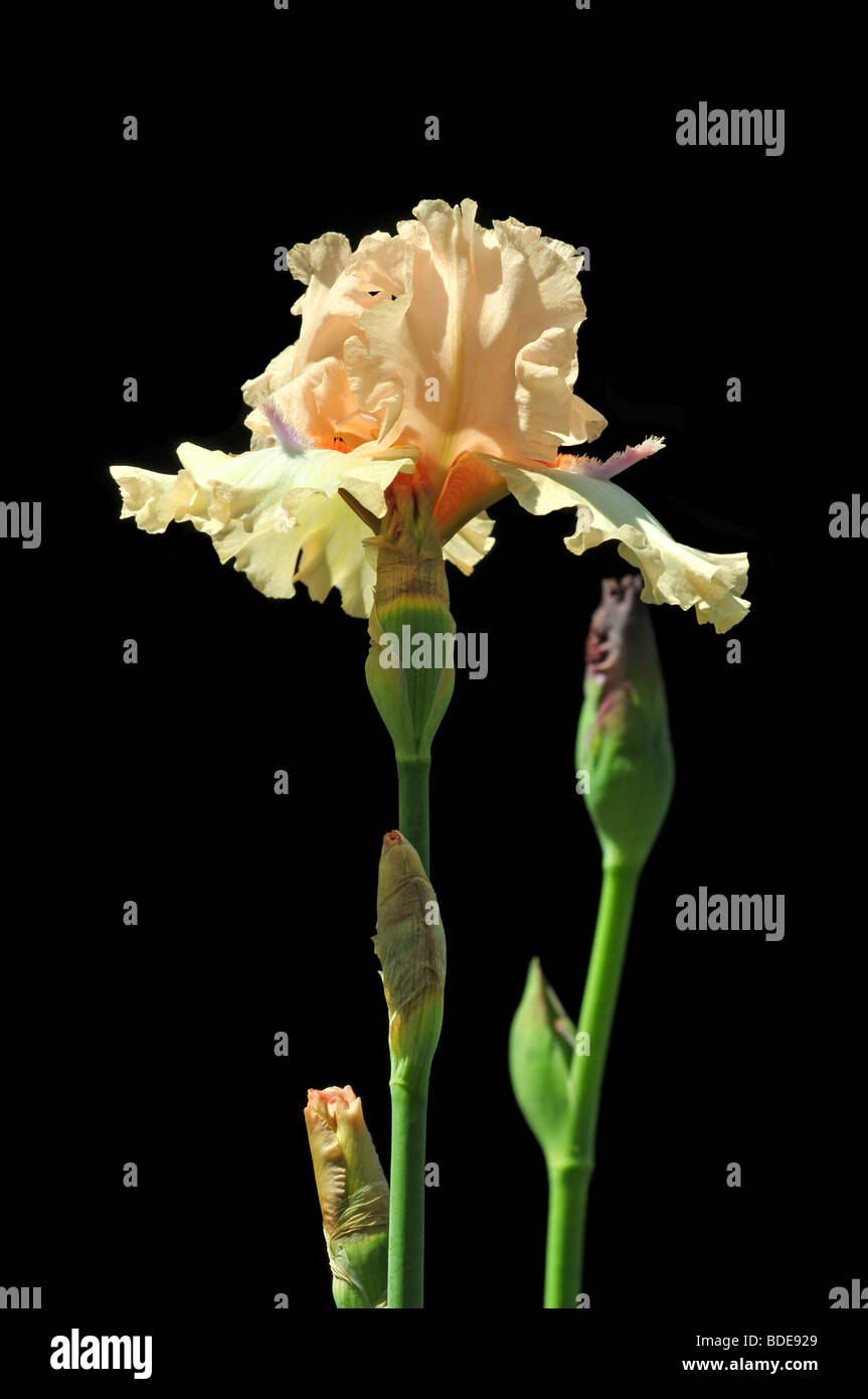 Iris fleurs isolées sur fond noir Banque D'Images
