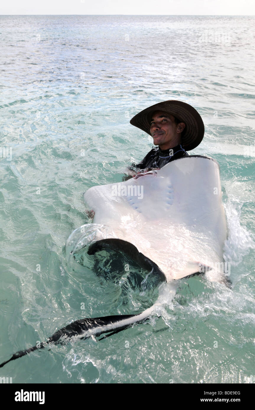 Homme jouant avec Sting Ray dans les eaux tropicales peu profondes Banque D'Images