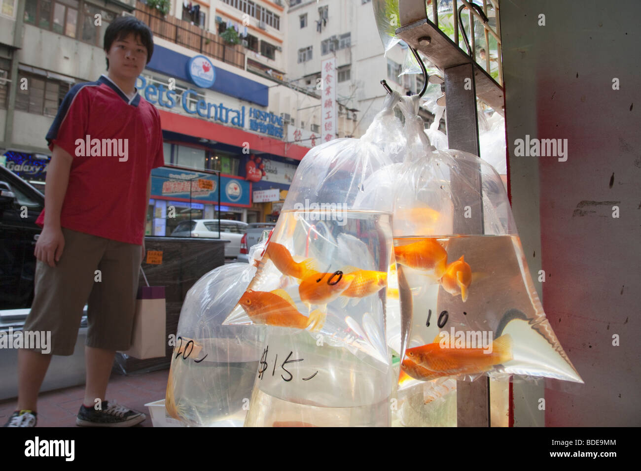 Pour la vente de poissons rouges dans des sacs en plastique au marché de poissons rouges, Mong Kok à Hong Kong, Chine. Banque D'Images