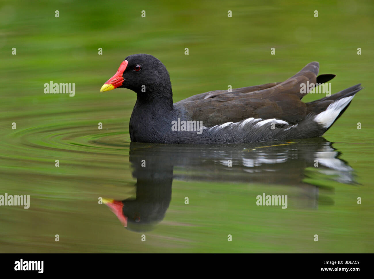 Gallinule poule-d'eau Gallinula chloropus en roseaux avec réflexion Banque D'Images