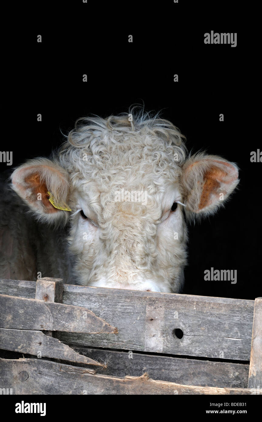 Tête blanche limousin bull sur le regard regarder de derrière une porte à demi ouverte en bois Banque D'Images