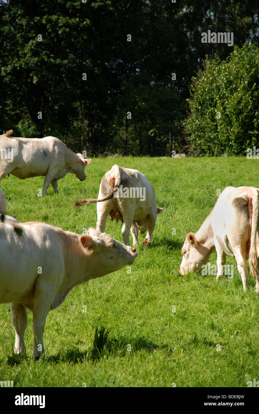 vaches au pâturage Banque D'Images