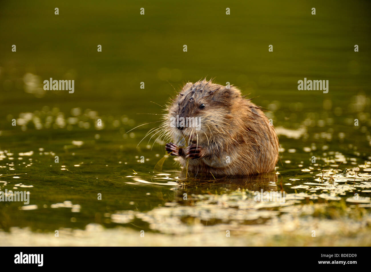 Un bébé assis dans le rat musqué sur la végétation d'eau et alimentation Banque D'Images