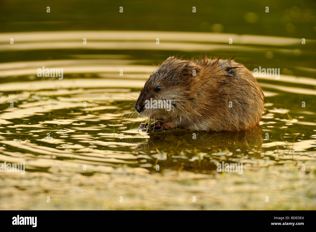 Un Bebe Assis Dans Le Rat Musque Sur La Vegetation D Eau Et Alimentation Photo Stock Alamy