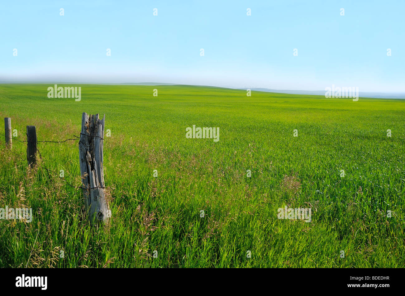 Un Paysage De La Prairie Verte Photo Stock Alamy