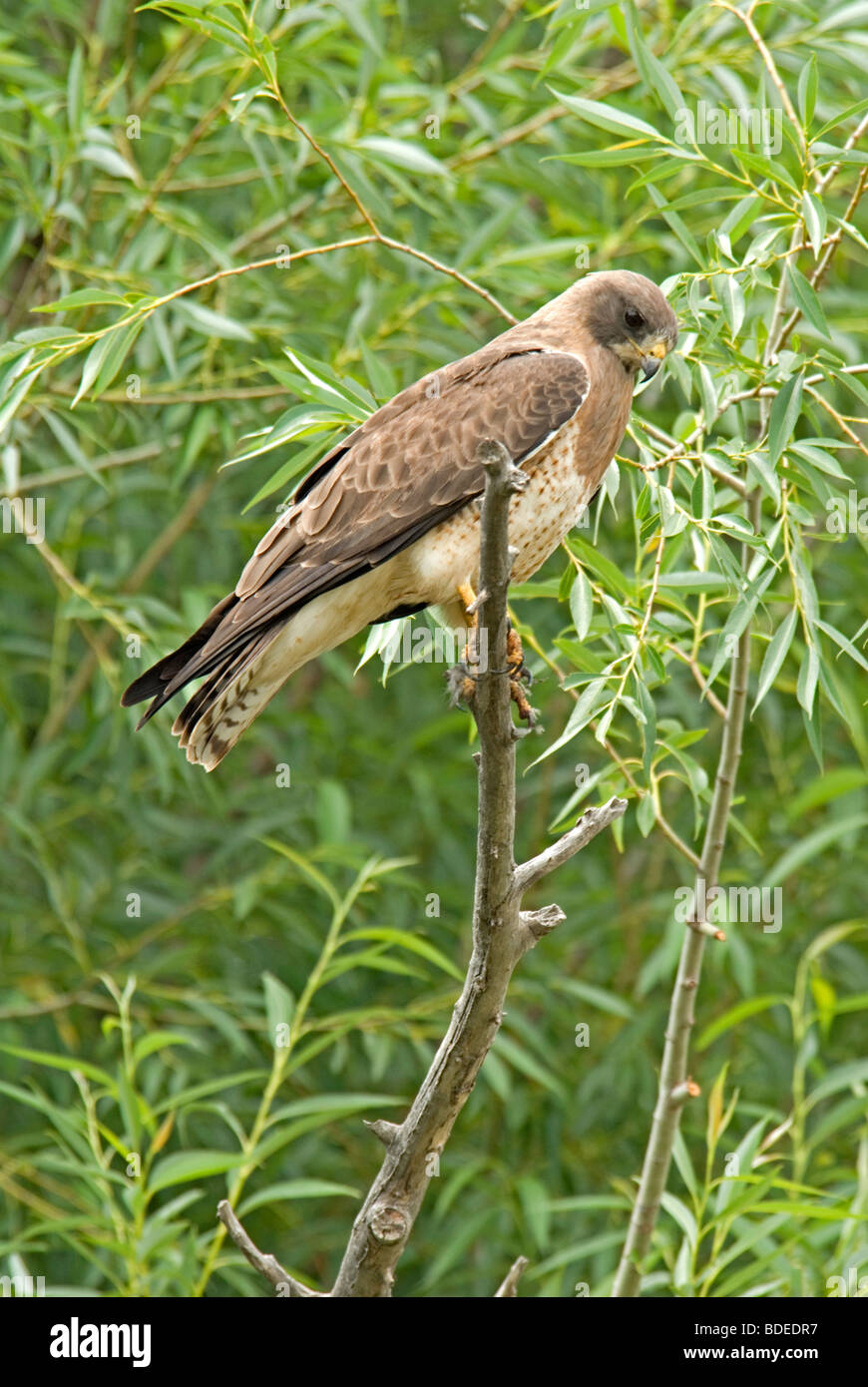 De Swainson (Buteo swainsoni) dans l'arbre, le peuplier à Aurora, Colorado-NOUS Banque D'Images