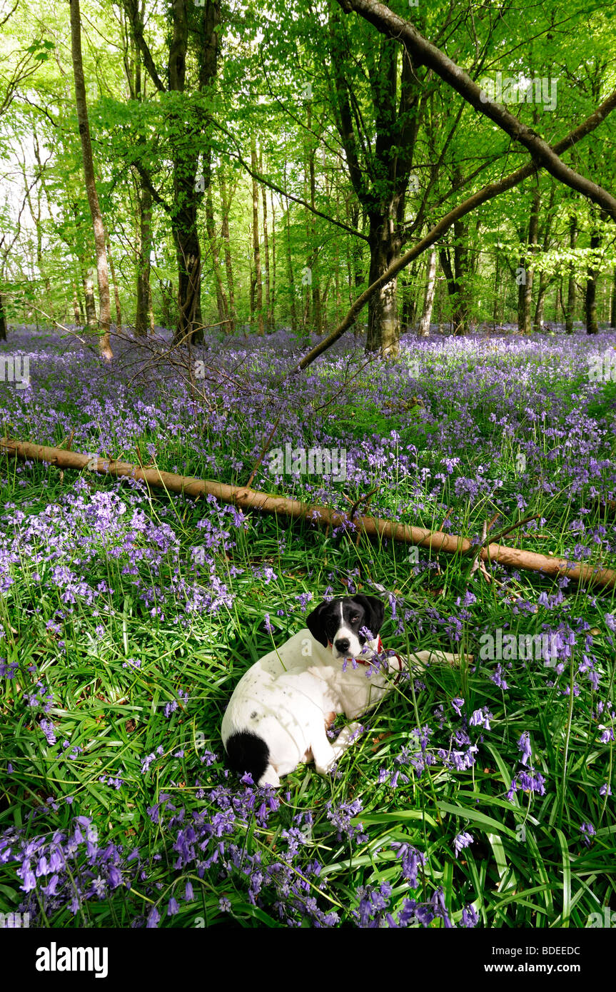 Chien blanc couché assis Tapis de jacinthes dans Jenkinstown Wood County Kilkenny Irlande Banque D'Images