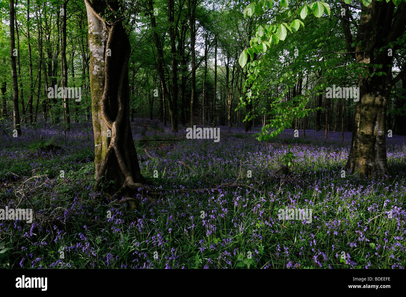 Tapis de jacinthes dans Jenkinstown Wood County Kilkenny Irlande Banque D'Images