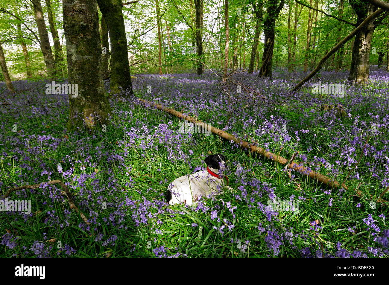 Chien blanc couché assis Tapis de jacinthes dans Jenkinstown Wood County Kilkenny Irlande Banque D'Images