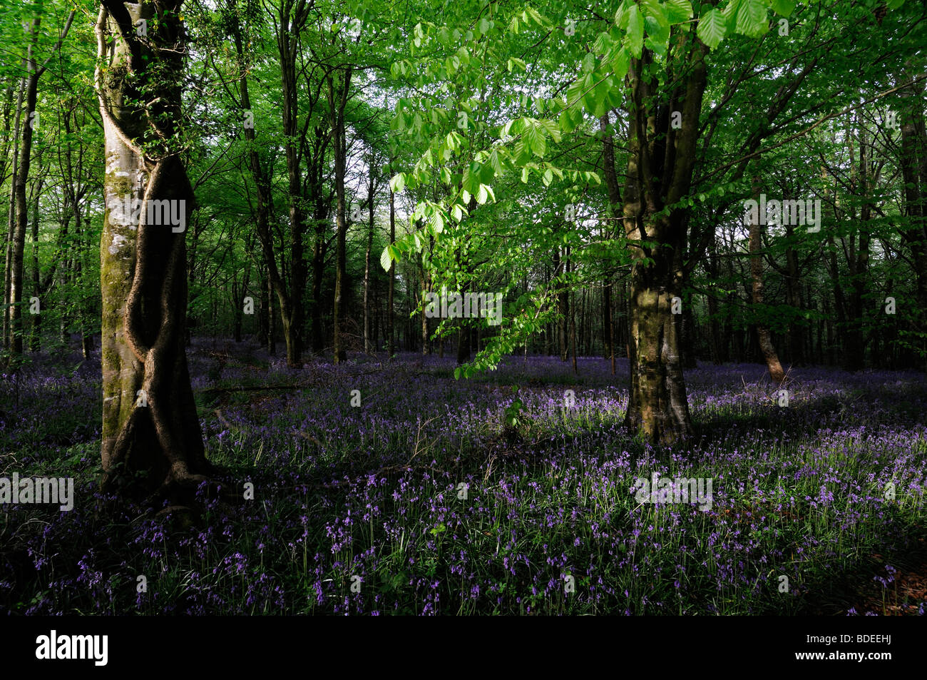 Tapis de jacinthes dans Jenkinstown Wood County Kilkenny Irlande Banque D'Images