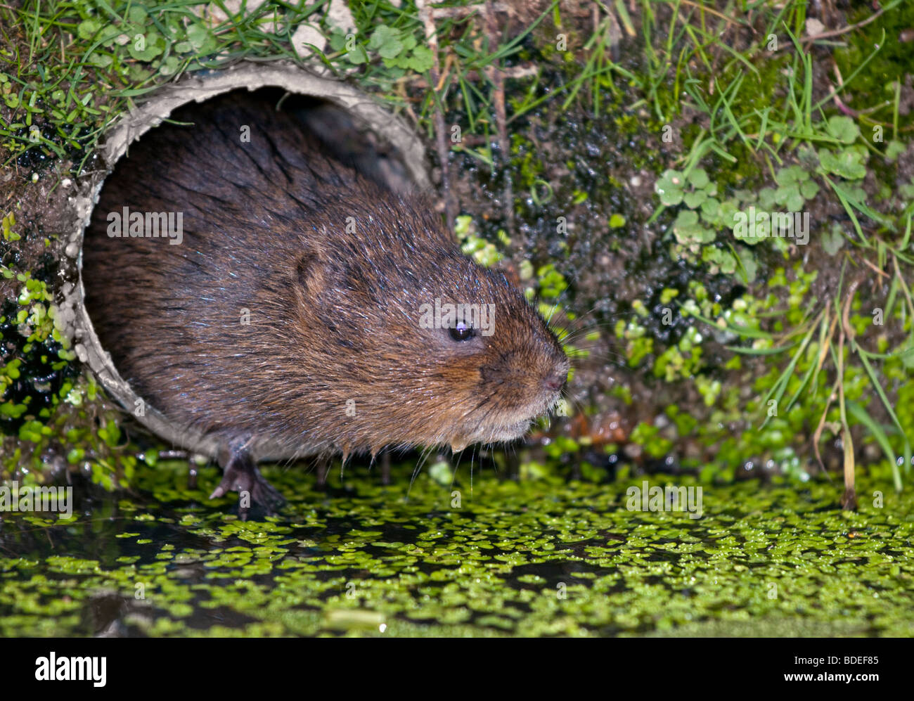 Le Campagnol de l'eau européenne (arvicola amphibius) émergeant de tunnel Banque D'Images