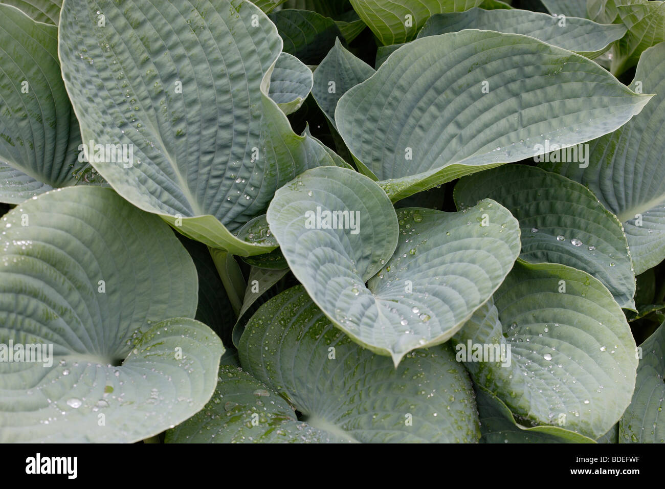 Hosta feuilles avec des gouttes d'eau Banque D'Images