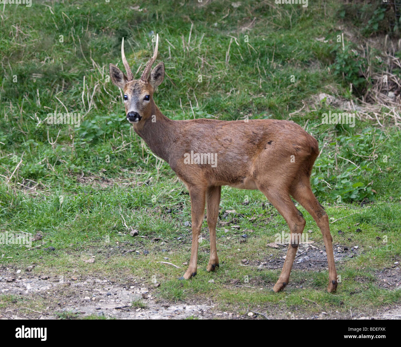 Le Chevreuil (capreolus capreolus) Buck Banque D'Images