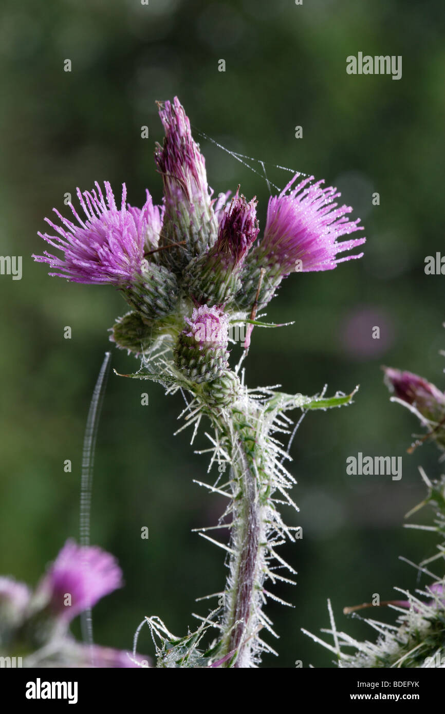 Les mauvaises herbes du jardin, le Thistle Banque D'Images