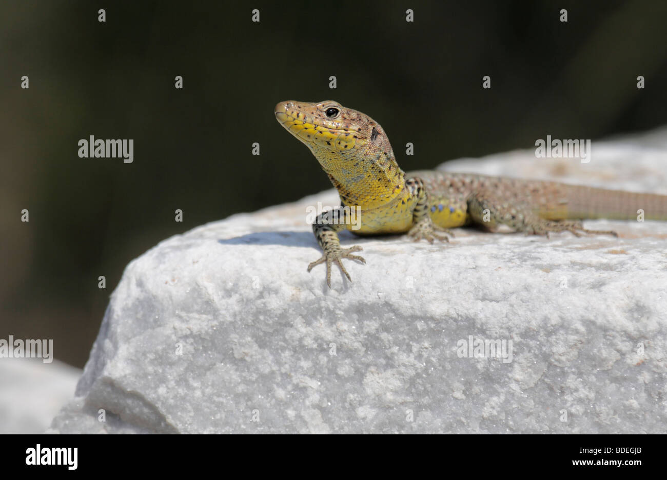 Greek lézard Lacerta graeca Banque D'Images