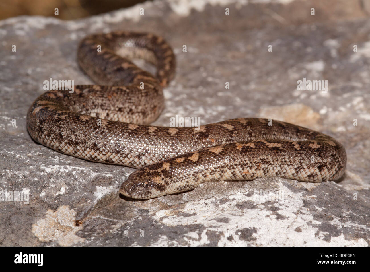 Sand Boa en Grèce Banque D'Images