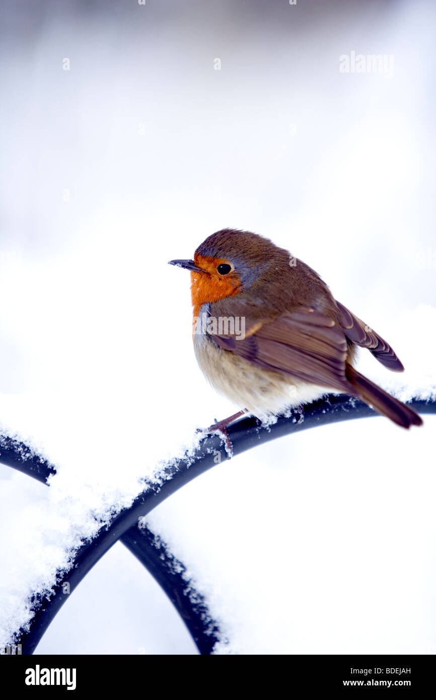 Robin perché sur main courante, scène de la neige, Londres, Angleterre, Royaume-Uni, Europe Banque D'Images