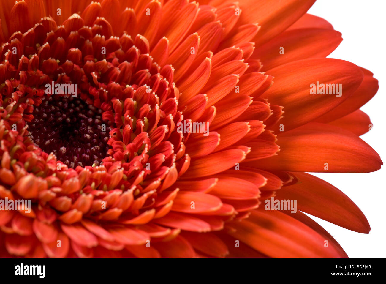 Fleur Gerbera rouge Banque D'Images