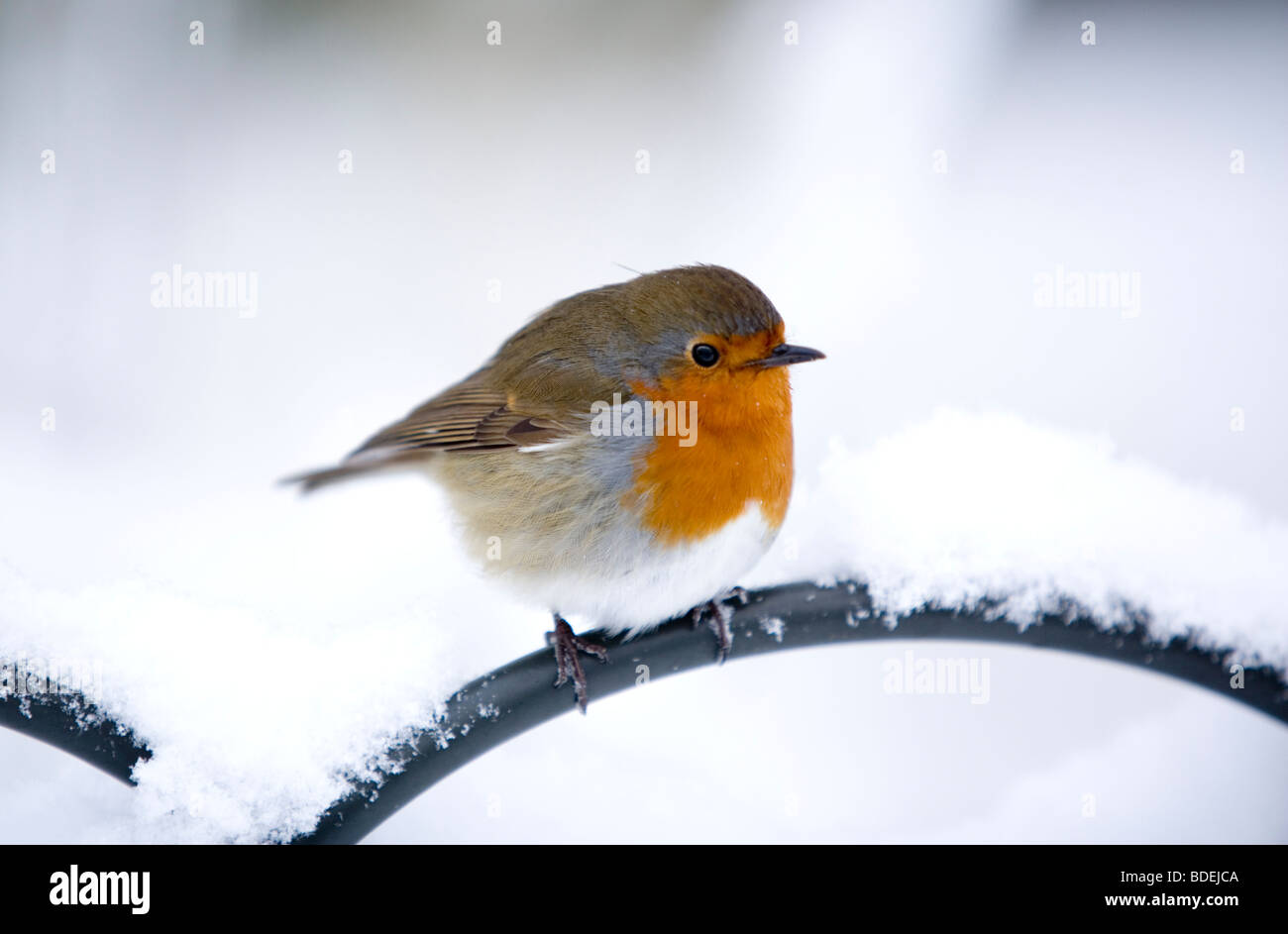 Robin perché sur main courante après les fortes chutes de neige, Londres, Angleterre, Royaume-Uni, Europe Banque D'Images