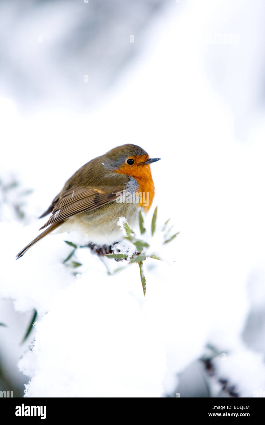 Robin perché sur petite branche après de fortes chutes de neige, Londres, Angleterre, Royaume-Uni, Europe Banque D'Images