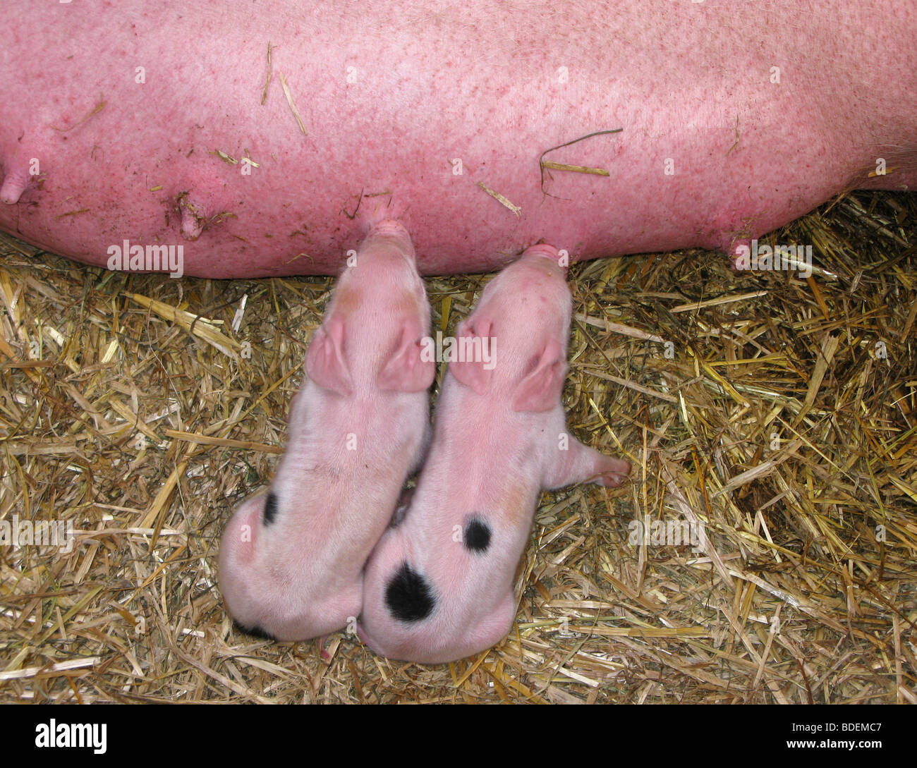 L'alimentation des porcelets blanc moyen Banque D'Images