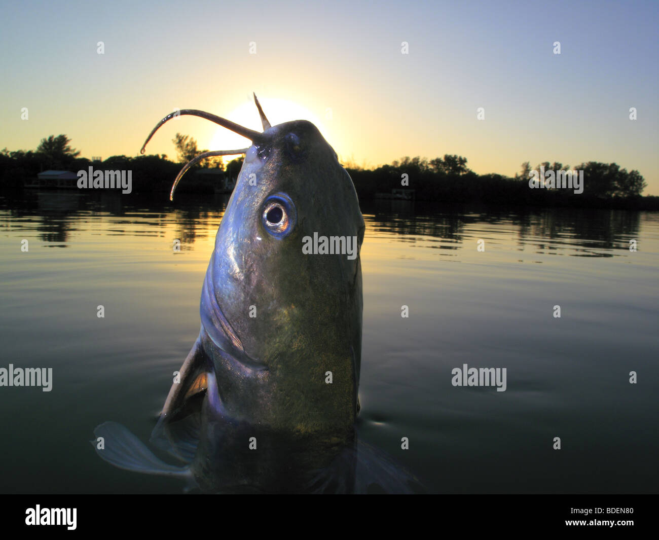 Un Poisson Chat Poissons Provenant De Sauter Hors De Leau